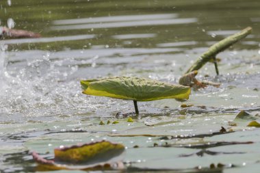 nilüfer yaprağı ve yansıma ağaç gölet üzerinde