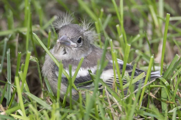 Parus Major Gran Tit Cachorro Pájaro — Foto de Stock