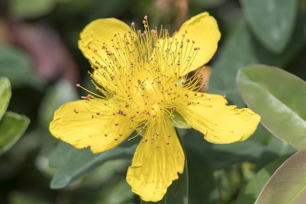 Hypericum Calycinum Rosa Sharon Jardín — Foto de Stock