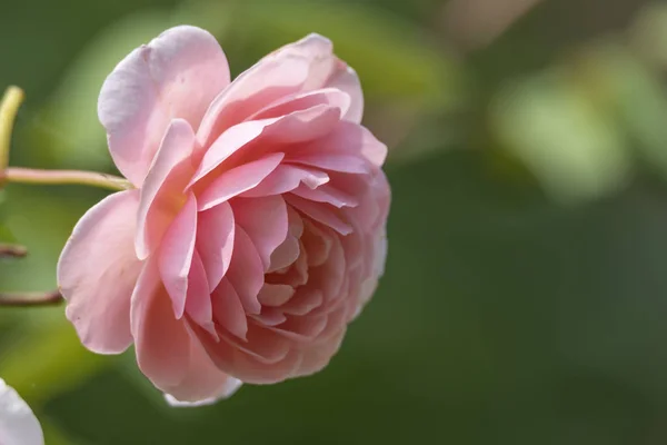 Pink Rose Garden — Stock Photo, Image