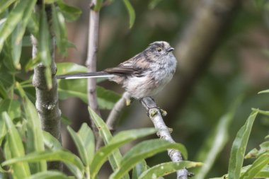 uzun kuyruklu baştankara kuş ağaç üzerinde