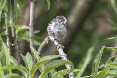 uzun kuyruklu baştankara kuş ağaç üzerinde