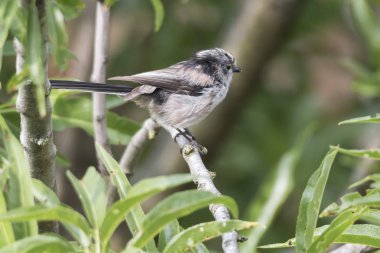uzun kuyruklu baştankara kuş ağaç üzerinde