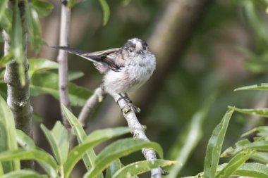 uzun kuyruklu baştankara kuş ağaç üzerinde