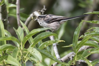 uzun kuyruklu baştankara kuş ağaç üzerinde