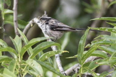 uzun kuyruklu baştankara kuş ağaç üzerinde