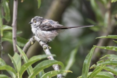 uzun kuyruklu baştankara kuş ağaç üzerinde
