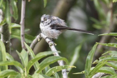 uzun kuyruklu baştankara kuş ağaç üzerinde