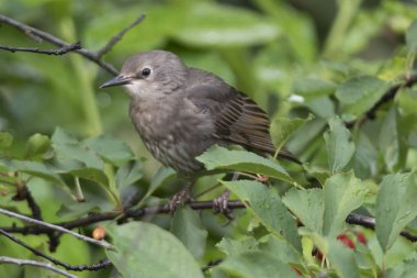 Sturnus vulgaris, sığırcık kuşu ağaç üzerinde