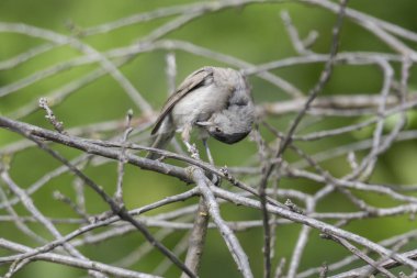 Park ağaç üzerinde erkek ötleğen
