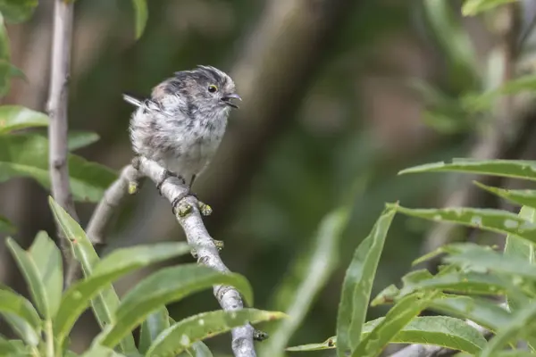 Long Queue Nichon Oiseau Sur Arbre — Photo