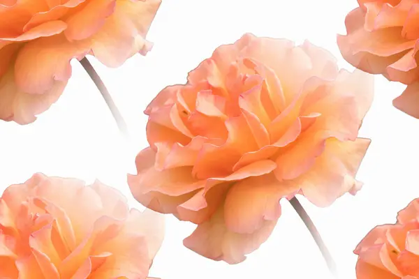 Orange Rose Garden — Stock Photo, Image