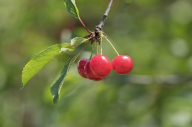 Olgun kirazlar ağaçta