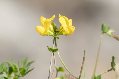 Lotus corniculatus, sarı kır çiçeği süpürge