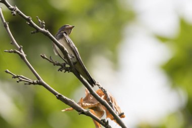 Park ağaç üzerinde küçük yutar