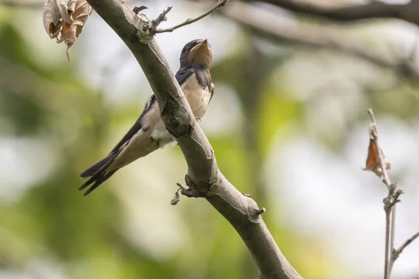 Little Swallows Tree Park — Stock Photo, Image