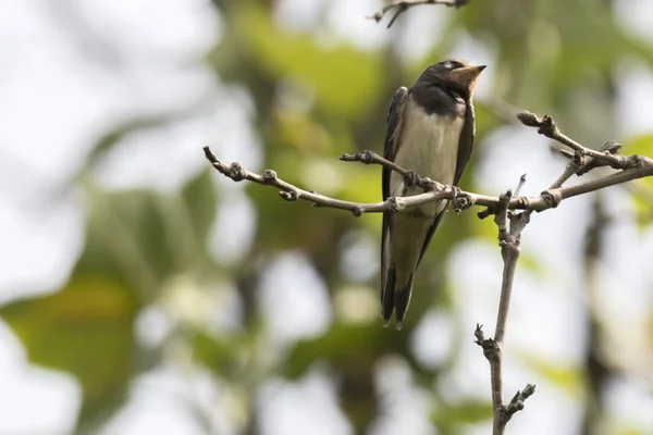 Little Swallows Tree Park — Stock Photo, Image