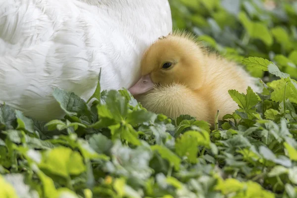 Pato Mostarda Relva — Fotografia de Stock