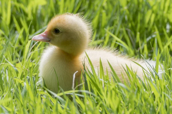 Pato Mostarda Relva — Fotografia de Stock