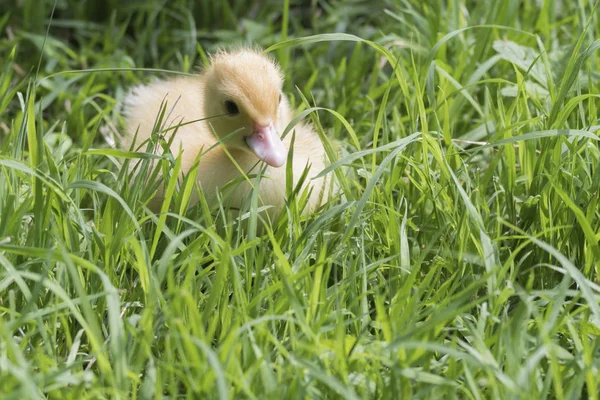 Patos Moscovitas Hierba — Foto de Stock