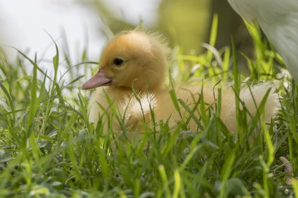 Patos Moscovitas Hierba — Foto de Stock