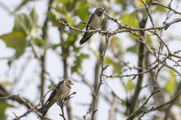 Lilla Svalor Träd Park — Stockfoto