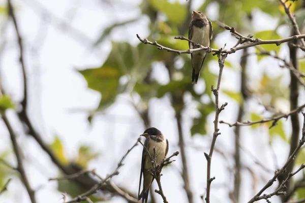 Petites Hirondelles Sur Arbre Parc — Photo