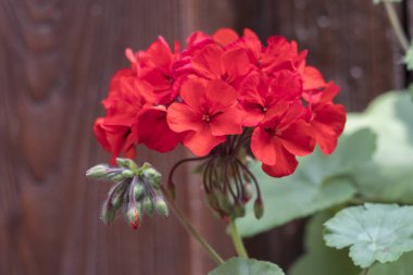 Sardunya Bloom bahar