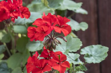 Sardunya Bloom bahar