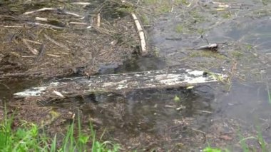 kir ve gölde kirlilik