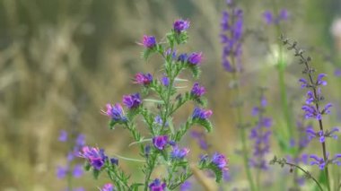 Yaz aylarında kır çiçeği Gölü