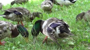 yürümek için topal ördek mücadele