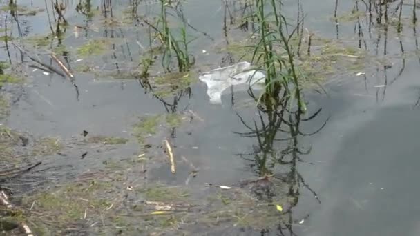 Suciedad Contaminación Lago — Vídeo de stock
