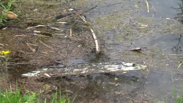 Бруд Забруднення Озері — стокове відео