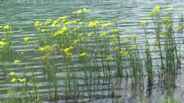 Zwevende Gele Wildflower Bij Lake — Stockvideo