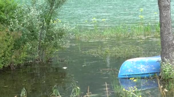 湖に放棄された船 — ストック動画