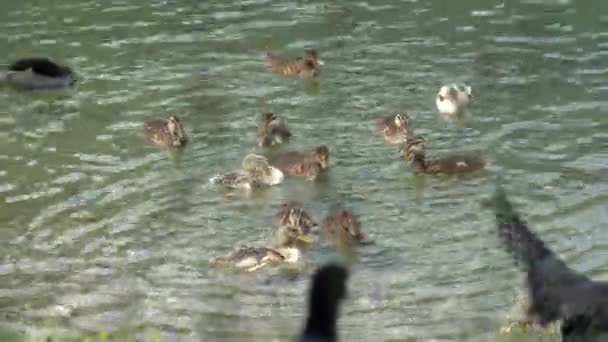 Little Ducklings Grow Lake — Stock Video