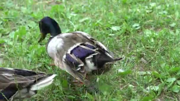 Bebek Lumpuh Berjuang Untuk Berjalan — Stok Video