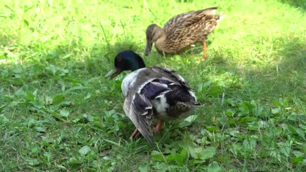 Bebek Lumpuh Berjuang Untuk Berjalan — Stok Video