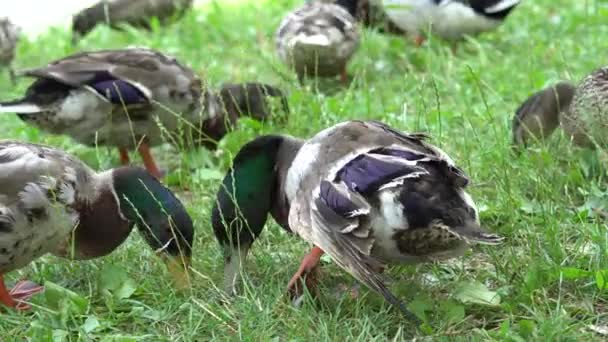 Pato Cojo Lucha Por Caminar — Vídeo de stock