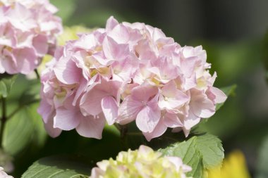 Pembe ortanca çiçek açmış.