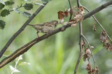 Park ağaç üzerinde serçe