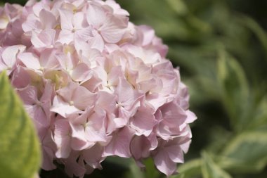 Pembe ortanca çiçek açmış.