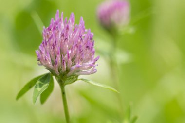 yonca çiçek alanı