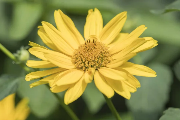 yellow gerbera daisy in the vase