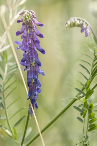 Fleurs Sauvages Été Lac — Photo