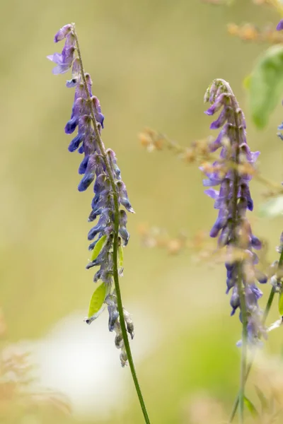 Fleurs Sauvages Été Lac — Photo