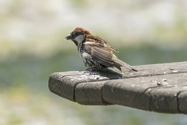 Petit Moineau Sur Banc — Photo