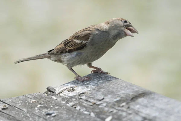 Little Sparrow Bench — Stock Photo, Image