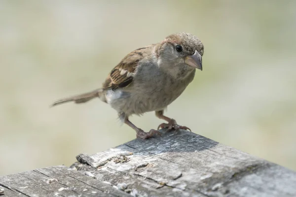 Little Sparrow Bank — Stockfoto